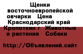 Щенки восточноевропейской овчарки › Цена ­ 8 000 - Краснодарский край, Кропоткин г. Животные и растения » Собаки   